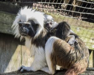 Bilder vom Vogelpark